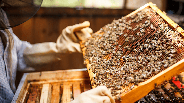 Beekeeping for Beginners – The Basics Guide