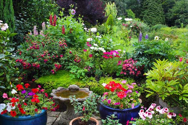 Care of Ornamental Plants in the Garden