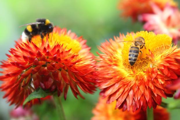 Why It’s Important to Attract Bees to Your Garden?